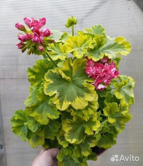 Пеларгония герань