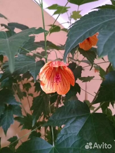 Комнатный клён (абутилон)