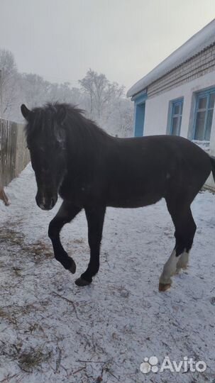 Продам жеребчика