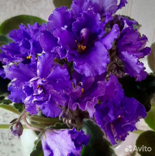 Детки сортовых фиалок