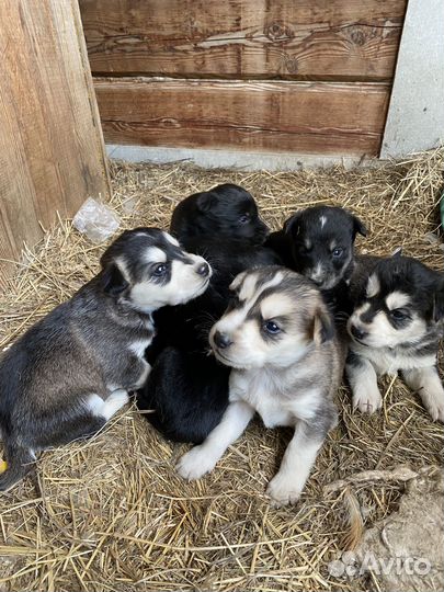 Собака дворовая