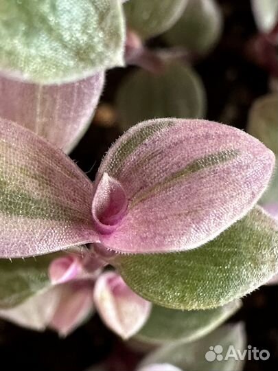 Каллизия розовая пантера