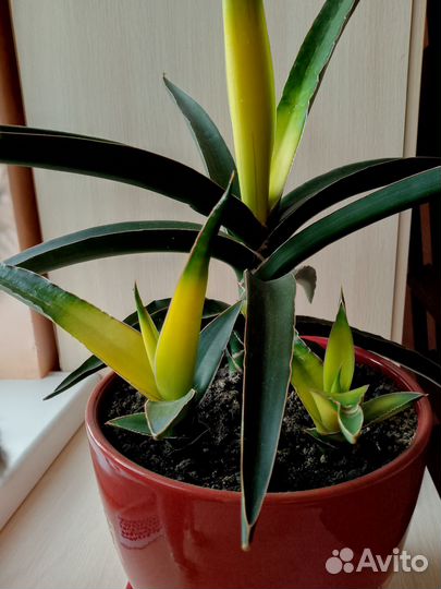 Сансевьерия звёздная канарейка