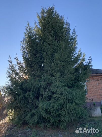 Ель живая