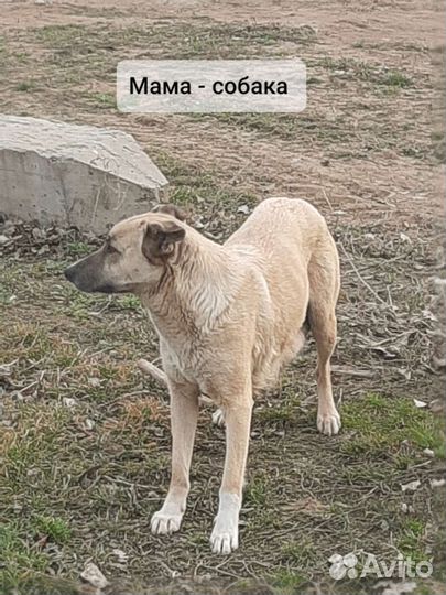 Щенки в добрые руки