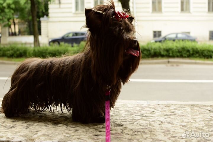 Приглашает на вязку