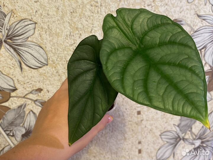 Алоказия Red Grey