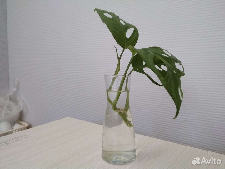 Монстера манки. Укоренённый черенок
