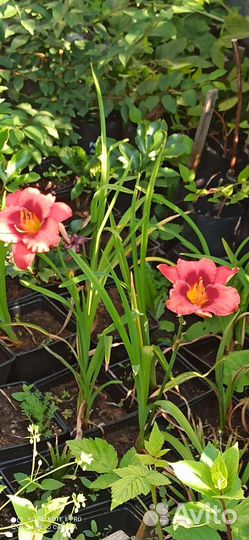 Многолетники садовые