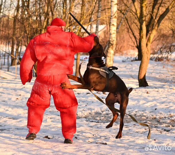 Дрессировка собак, защитный тренинг