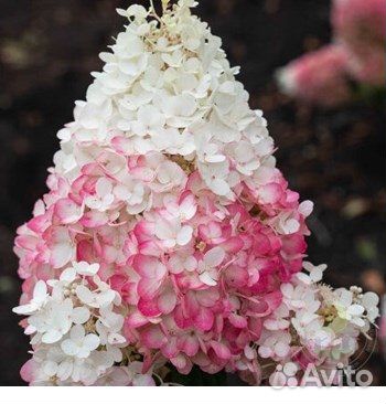 Гортензии метельчатые