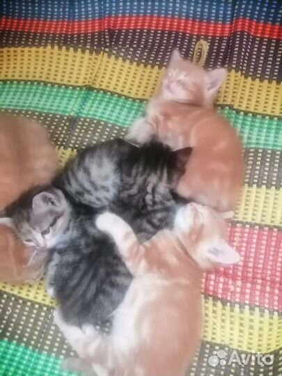 Котята в добрые руки