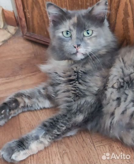 Кошка в ответственные людям