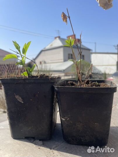 Клематис сортовой -мелкий фиолетовый