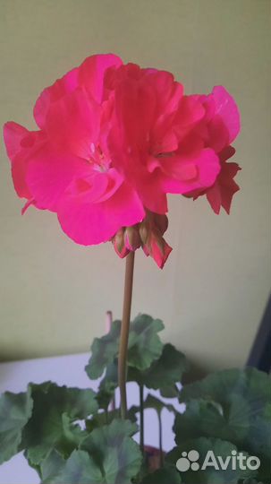 Герань 100-150, традесканция, березка, алоэ