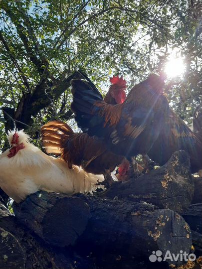 Карликовые петушки