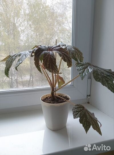 Бегония Грифон. Комнатное растение