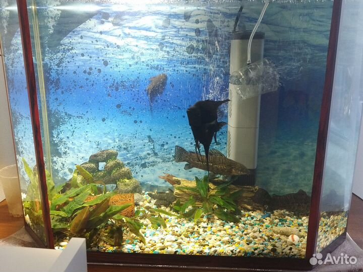 Аквариум с рыбками
