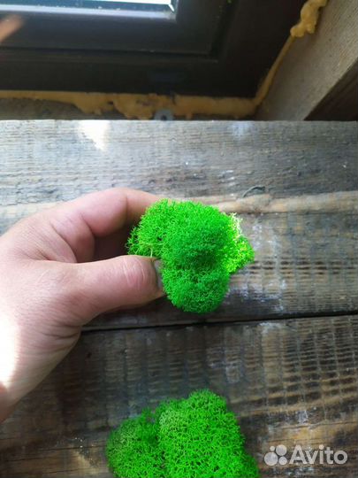 Стабилизированный мох.кг