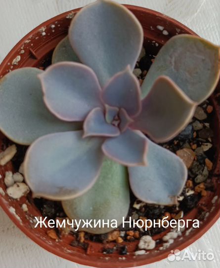 Суккуленты