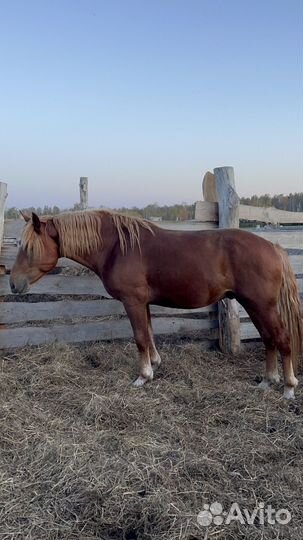 Жеребец советский полутяж