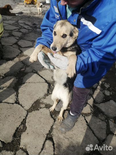 Собака в добрые руки