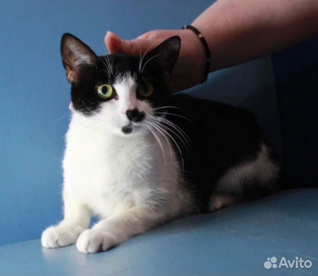 Манечка в дар