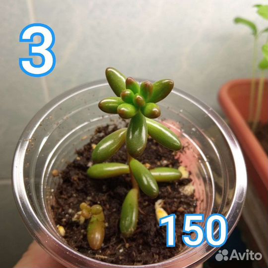 Суккуленты