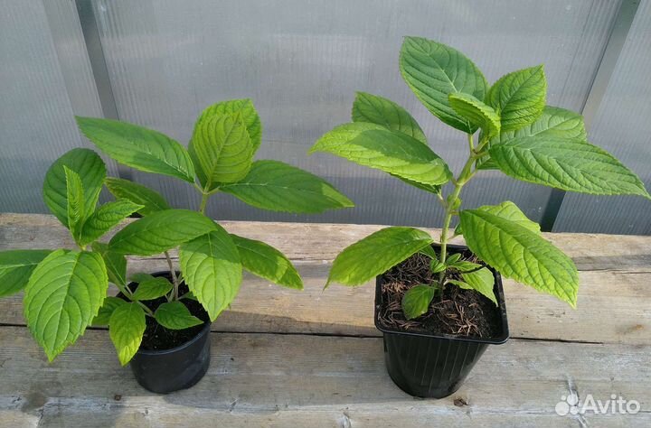 Гортензия «Вечное лето»