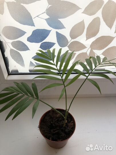 Пальма хамедорея