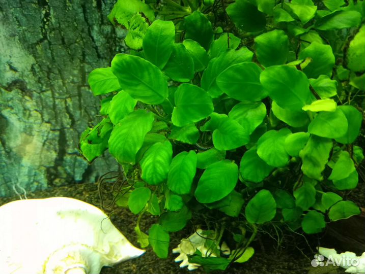 Аквариумное растение