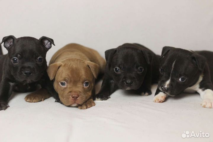 Щенки американского булли покет
