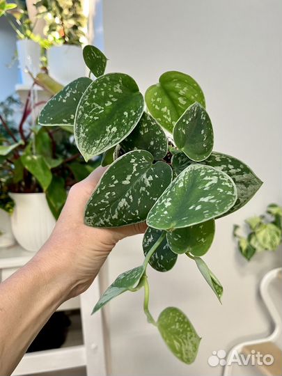 Сциндапсус Сильвер Энн