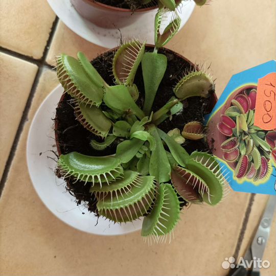 Дионея (венерина мухоловка)