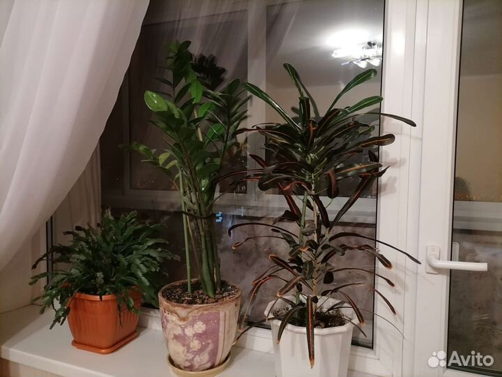 Цветок в ассортименте