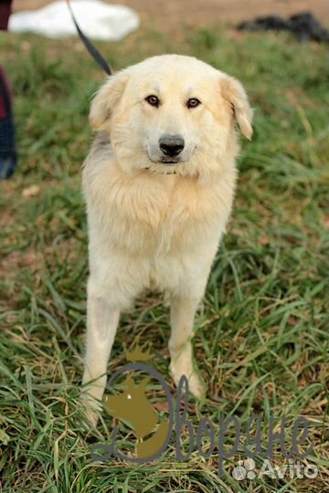 Малыш ищет дом