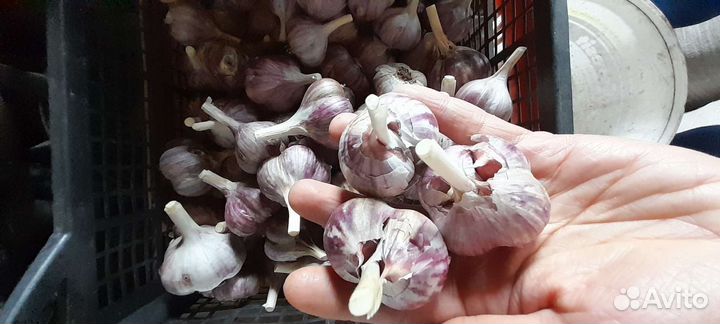 Чеснок,ежевика и многолетние цветы