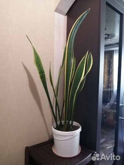 Сансевиерия (тещин язык)