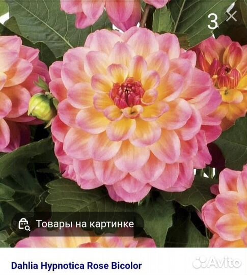 Растения цветы для сада