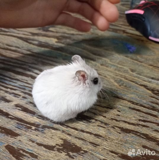 Продаётся жемчужный джунгарский хомяк (мальчик)