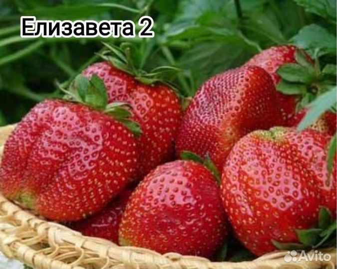 Клубника ремонтантная