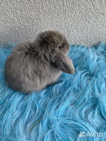 Карликовые вислоухие крольчата мардер голубой