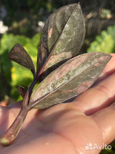 Замиокулькас вариегатный блек Оранж