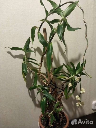 Золотой ус. Растение