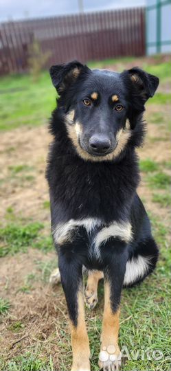 Метис бордер колли в семью
