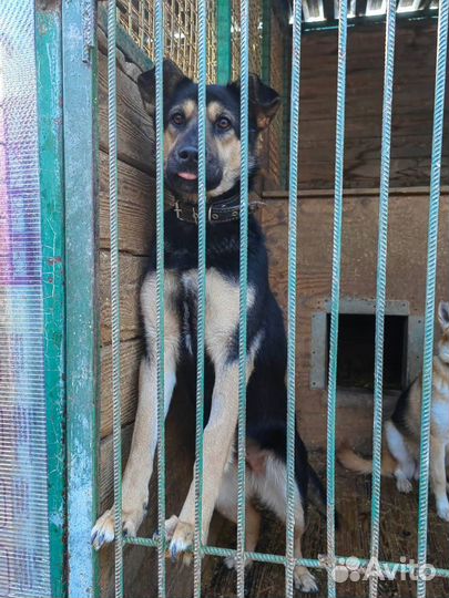 Малышка Рут в добрые руки