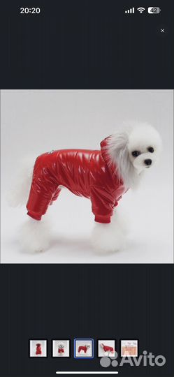 Комбинезон для маленькой собаки