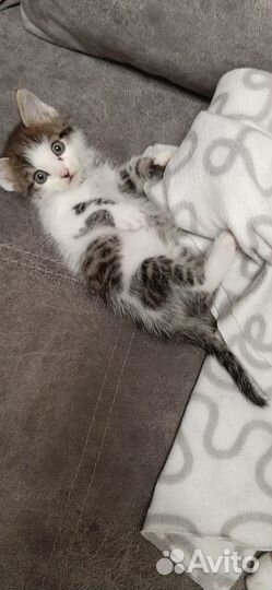 Пристраивается котик