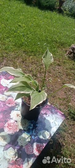 Хоста Антиох