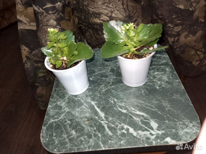 Каланхоэ цветущий